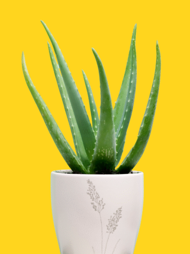 Aloe Vera - Aloe Barbadensis Miller