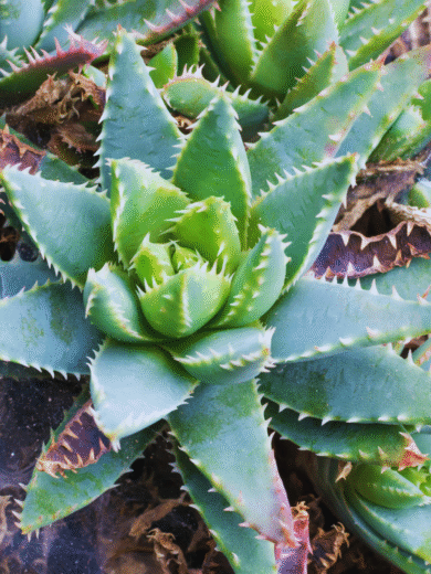 Short leaved aloe - Aloe Brevifolia