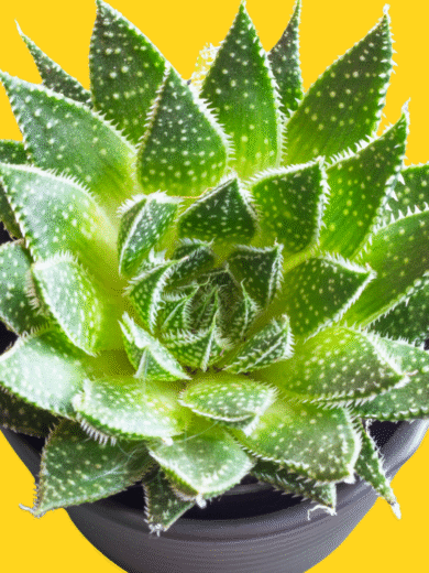 Lace aloe - Aloe aristata