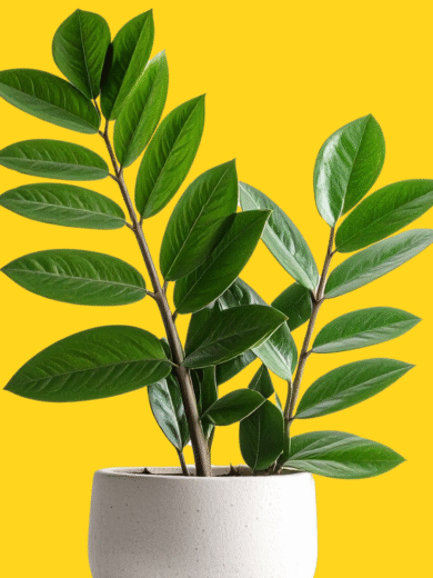 ZZ Plant - Zamioculcas zamiifolia