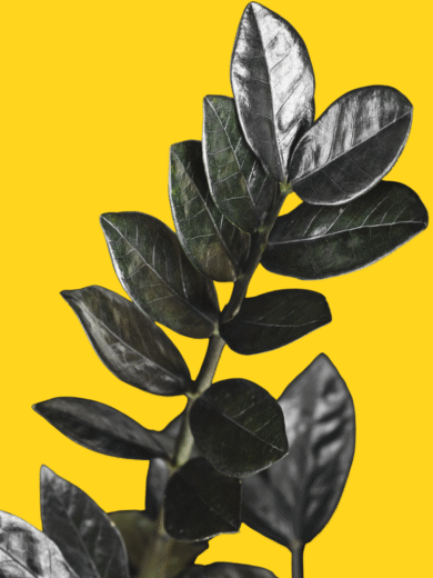 Zz Raven (dark ZZ cultivar)