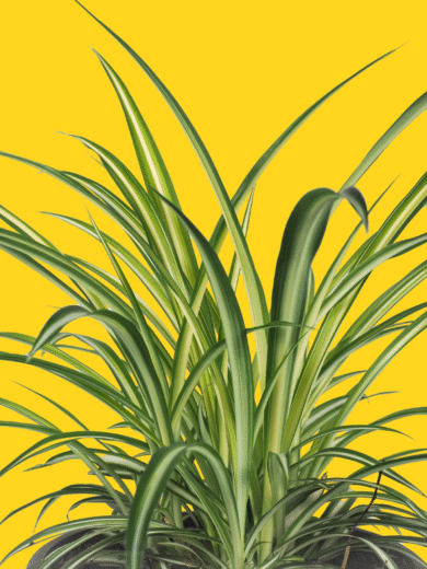Spider Plant - Chlorophytum comosum