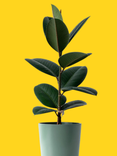 Rubber Plant - Ficus elastica