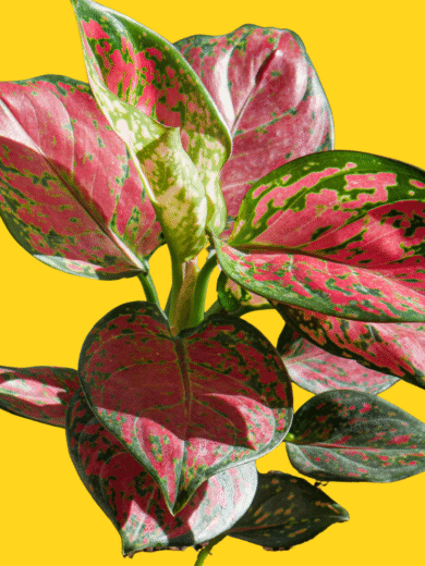 Chinese Evergreen - Aglaonema Pink Beauty