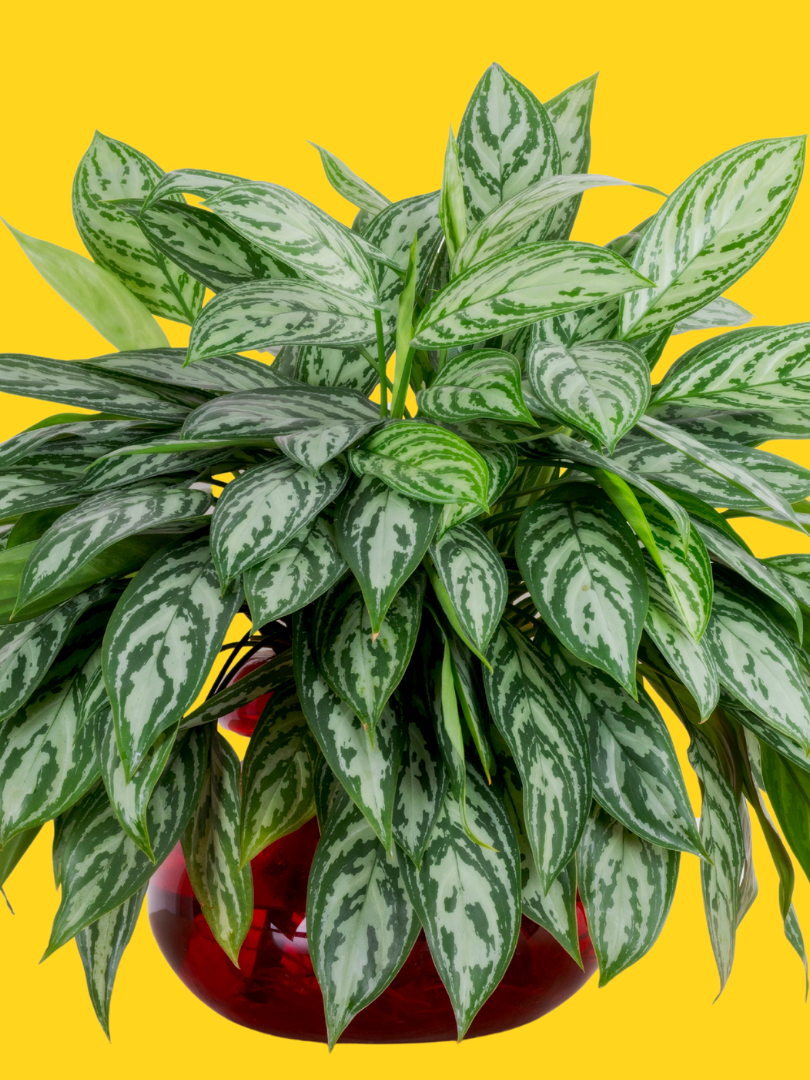 Aglaonema (Marun Beauty)