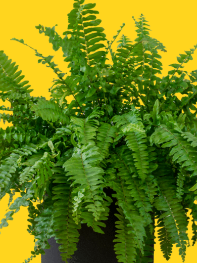 Boston Fern – Nephrolepis exaltata