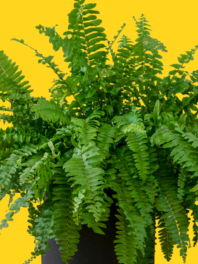 Boston Fern – Nephrolepis exaltata