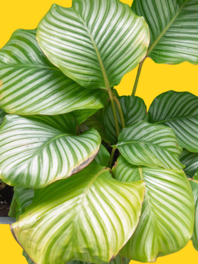 Calathea Orbifolia - Calathea orbifolia