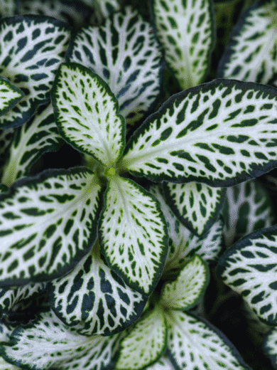 Nerve Plant - Fittonia albivenis