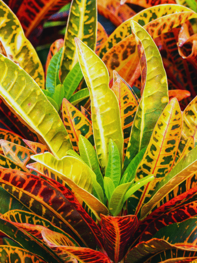 Croton - Codiaeum variegatum