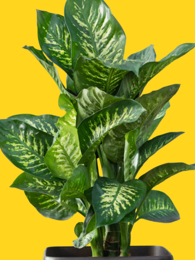 Dumb Cane - Dieffenbachia seguine