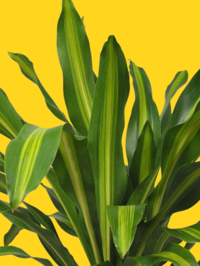 Dracaena Fragrans (Corn Plant)