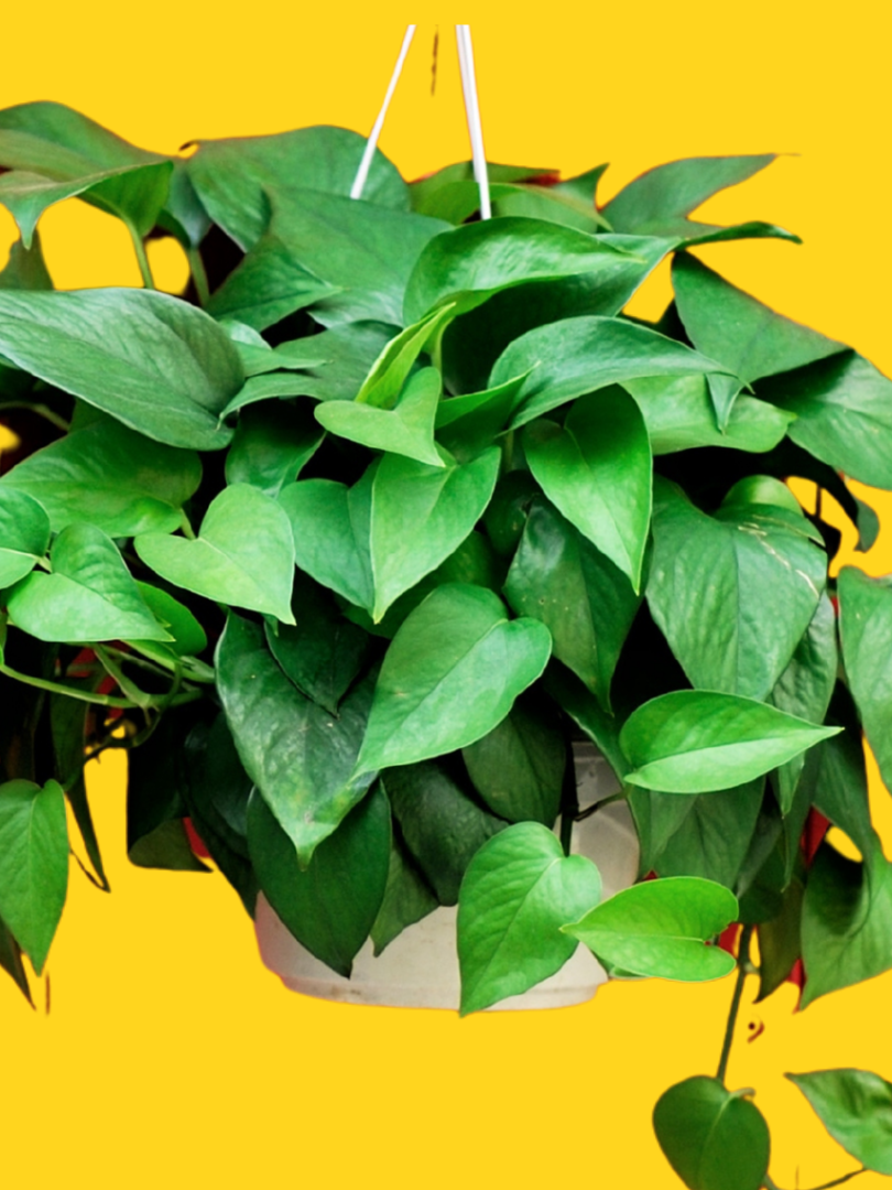 Money Plant - Scindapsus Aureus