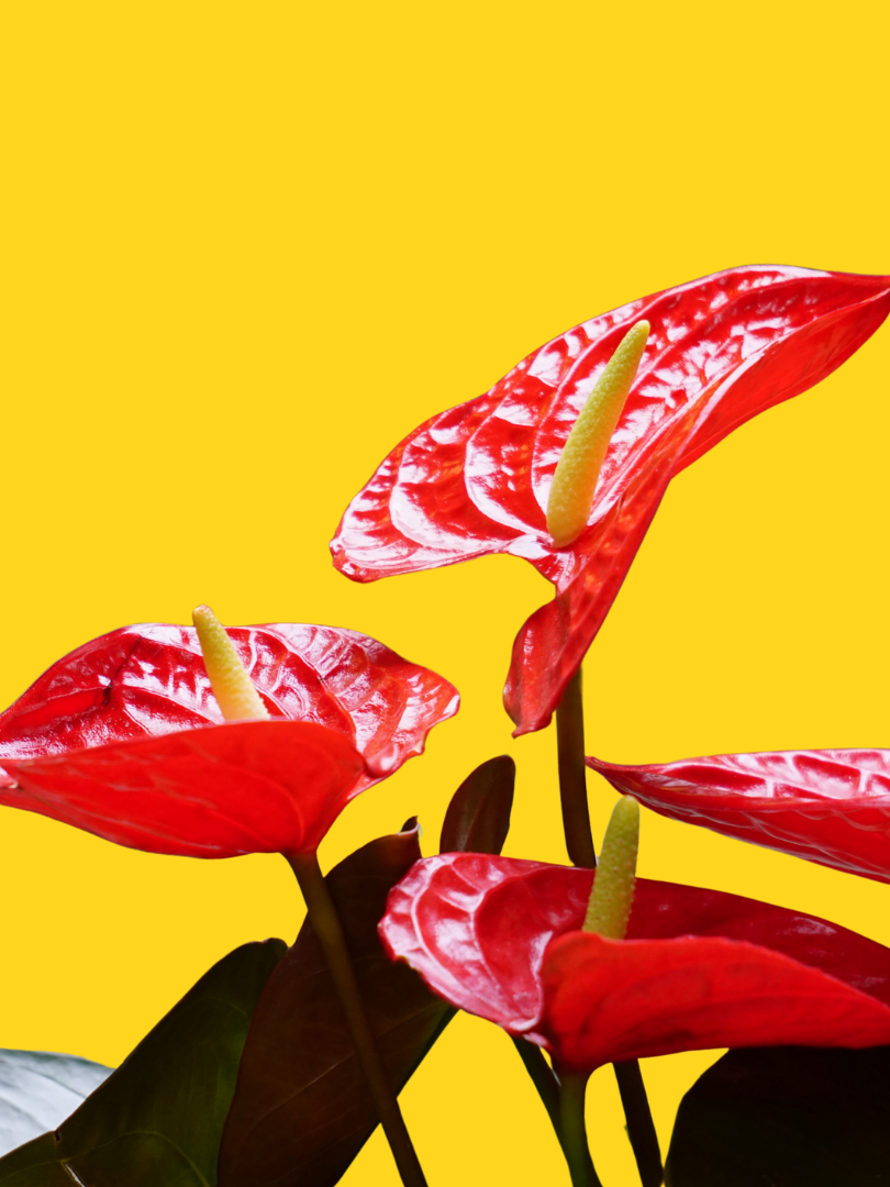 Flamingo Flower - Anthurium andraeanum (With Nursery Pot) - Image 2