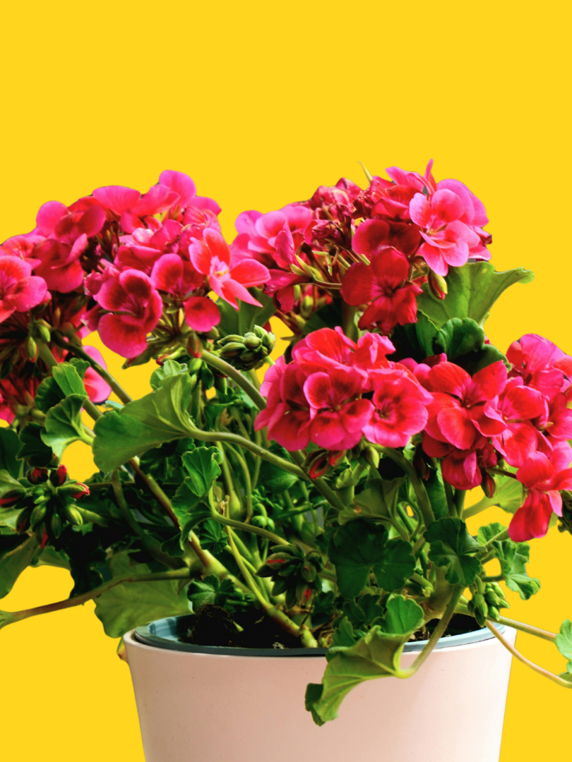 Geranium - Pelargonium spp.