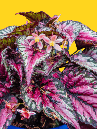 Norfolk Island Pine – Araucaria heterophylla