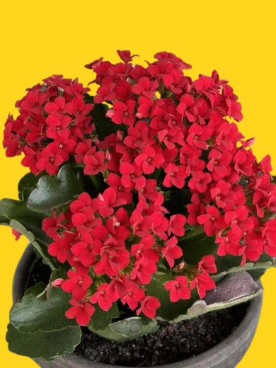 Kalanchoe (Red) - Kalanchoe blossfeldiana