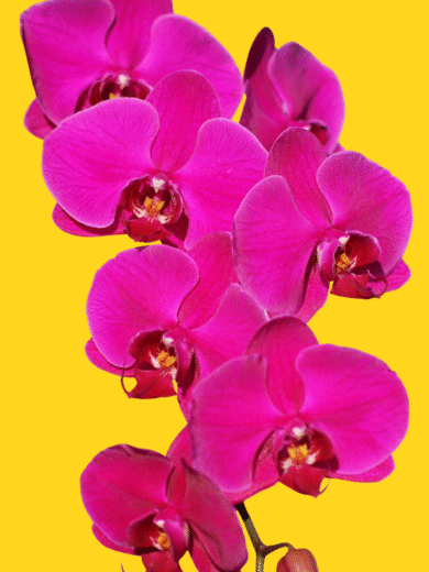 Moth Orchid - Phalaenopsis
