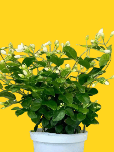 Mogra Plant – Jasminum sambac