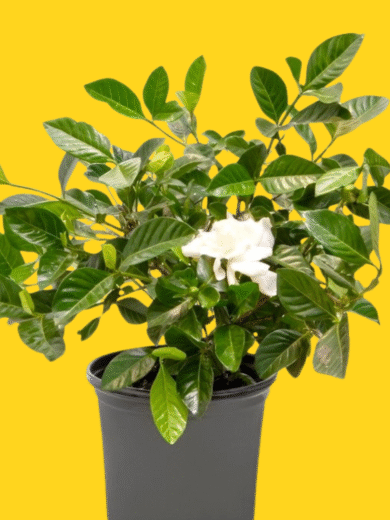 Cape Jasmine - Gardenia jasminoides