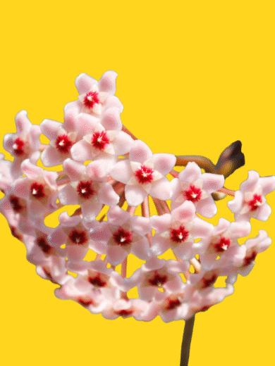 Hoya (Wax Plant) - Hoya carnosa