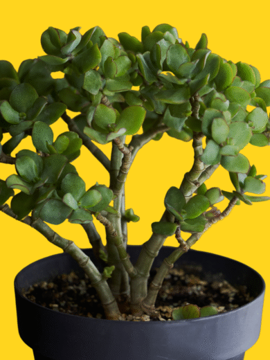 Jade Plant - Crassula ovata