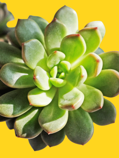 Echeveria (succulent) - Echeveria spp.