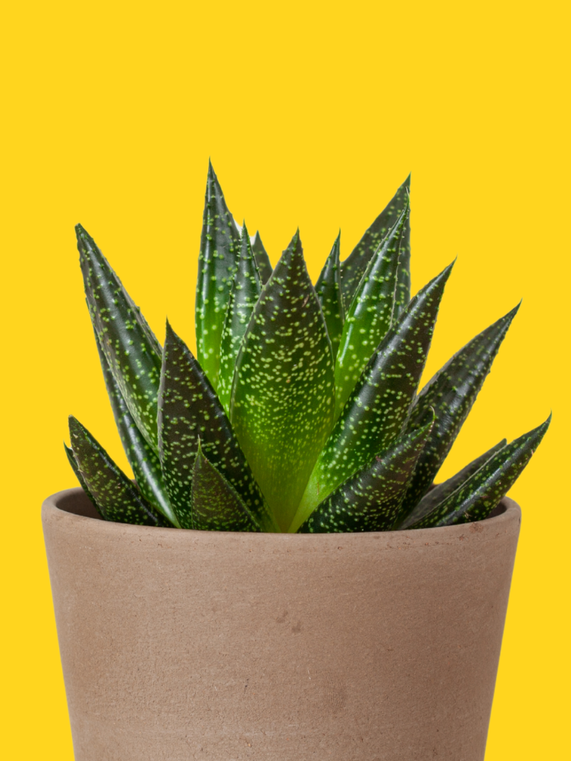 Gasteria (succulent) - Gasteria spp