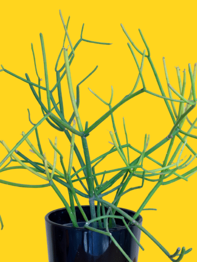 Peace Lily – Spathiphyllum wallisii