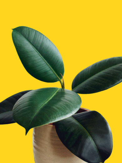 Baby Rubber Plant - Peperomia obtusifolia