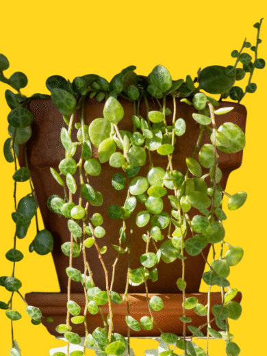 String of Turtles - Peperomia prostrata