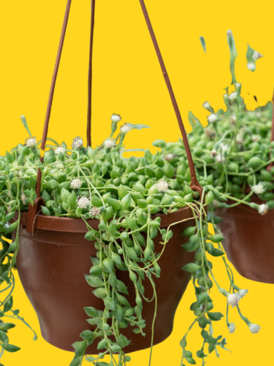String of Pearls - Senecio rowleyanus