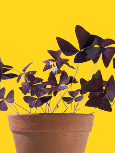 Purple Shamrock Bulbs - Oxalis triangularis