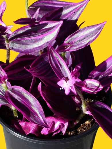 Wandering Jew - Tradescantia zebrina