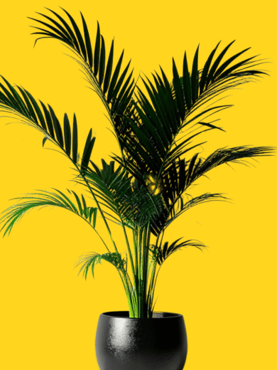 Areca Palm - Dypsis lutescens