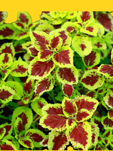 Coleus - Plectranthus scutellarioides