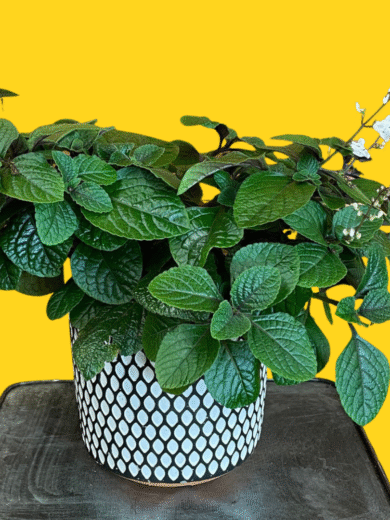 Swedish Ivy - Plectranthus verticillatus