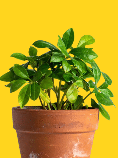 Umbrella Plant - Schefflera arboricola