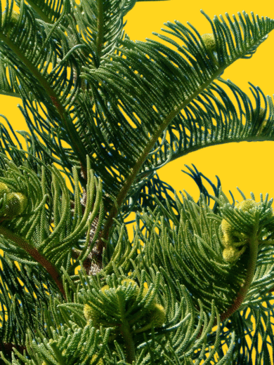 Norfolk Island Pine – Araucaria heterophylla