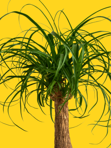 Ponytail Palm - Beaucarnea recurvata