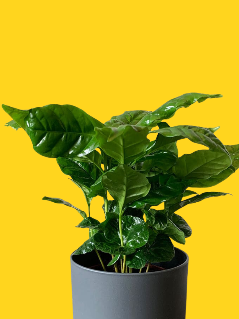 Coffee Plant - Coffea arabica