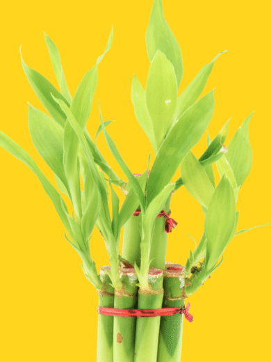Lucky Bamboo – Dracaena sanderiana