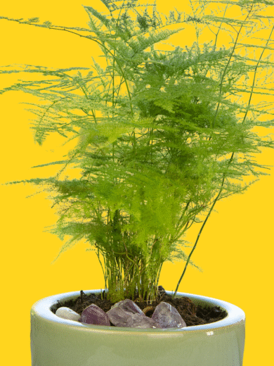 Asparagus Fern - Asparagus setaceus
