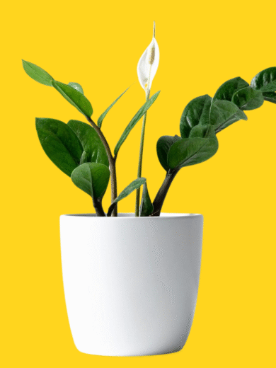 Peace Lily – Spathiphyllum wallisii