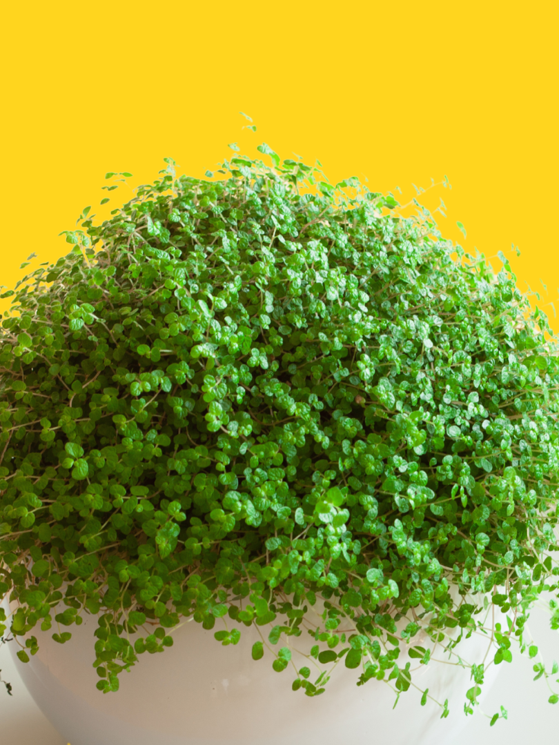 Baby’s Tears - Soleirolia soleirolii