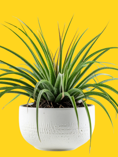 Air Plants - Tillandsia spp.