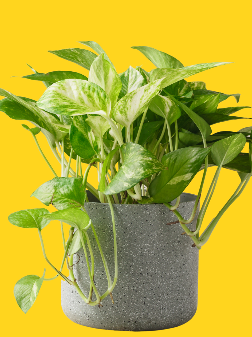 Money Plant / Devil’s Ivy