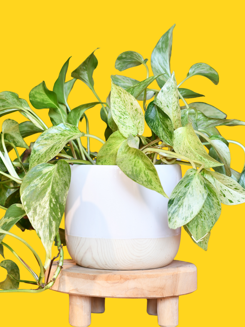 Pothos Marble Queen