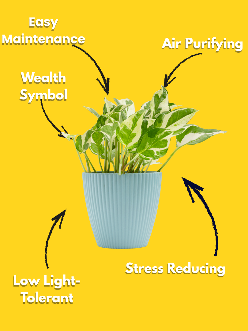 Money Plant / Devil’s Ivy - Epipremnum aureum (With Nursery Pot) - Image 3