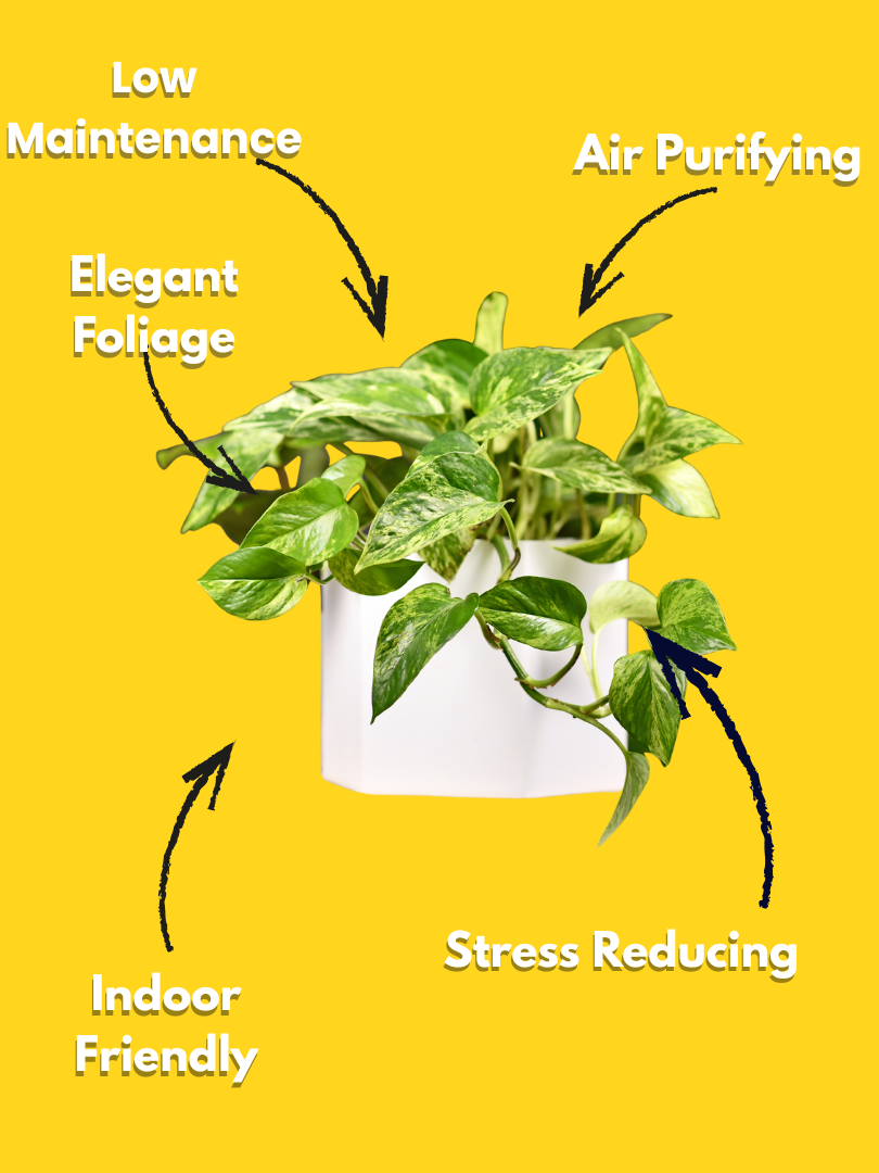 Pothos Marble Queen - Epipremnum aureum ‘Marble Queen’ (With Nursery Pot) - Image 3